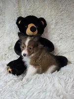 Maverick , a male Shetland Sheepdog for sale in Creighton, MO – Photo 2 of 10