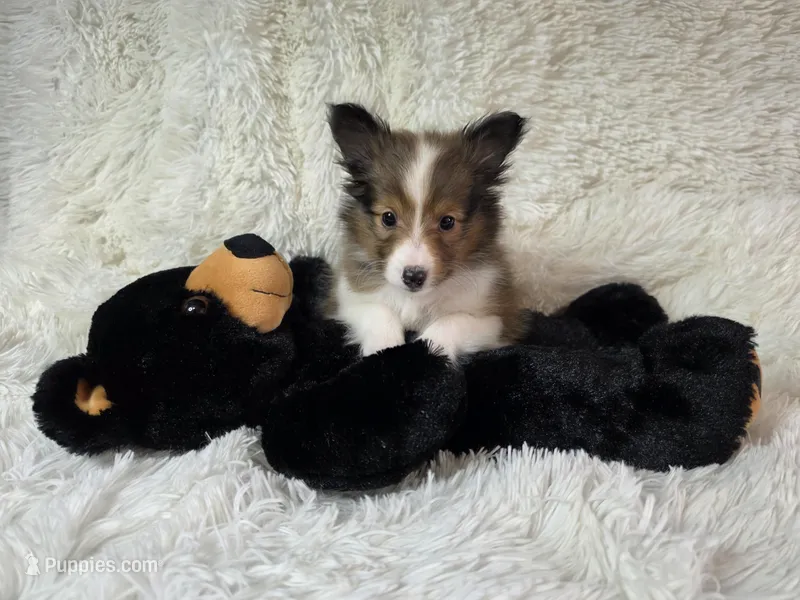 Maverick  – Shetland Sheepdog puppy for sale in Creighton, MO