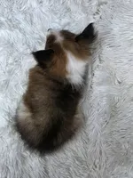 Maverick , a male Shetland Sheepdog for sale in Creighton, MO – Photo 8 of 10