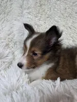 Maverick , a male Shetland Sheepdog for sale in Creighton, MO – Photo 6 of 10