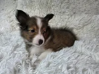 Maverick , a male Shetland Sheepdog for sale in Creighton, MO – Photo 5 of 10