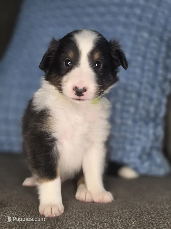 Tiffin AKC – Shetland Sheepdog puppy for sale in Creighton, MO