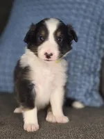 Tiffin AKC, a male Shetland Sheepdog for sale in Creighton, MO – 3 of 10