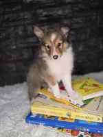 Kelso AKC, a  Shetland Sheepdog for sale in Creighton, MO – 5 of 10