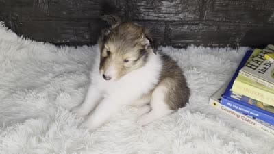 Boston AKC, a male Shetland Sheepdog for sale in Creighton, MO – 9 of 9