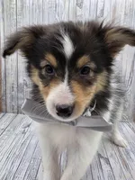 Bixby, a male Shetland Sheepdog for sale in Creighton, MO – 3 of 7