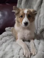 Keene, a male Shetland Sheepdog for sale in Creighton, MO – 4 of 9