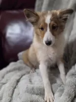 Keene, a male Shetland Sheepdog for sale in Creighton, MO – 2 of 9