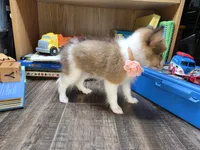 Brea, a female Shetland Sheepdog for sale in Creighton, MO – 3 of 8