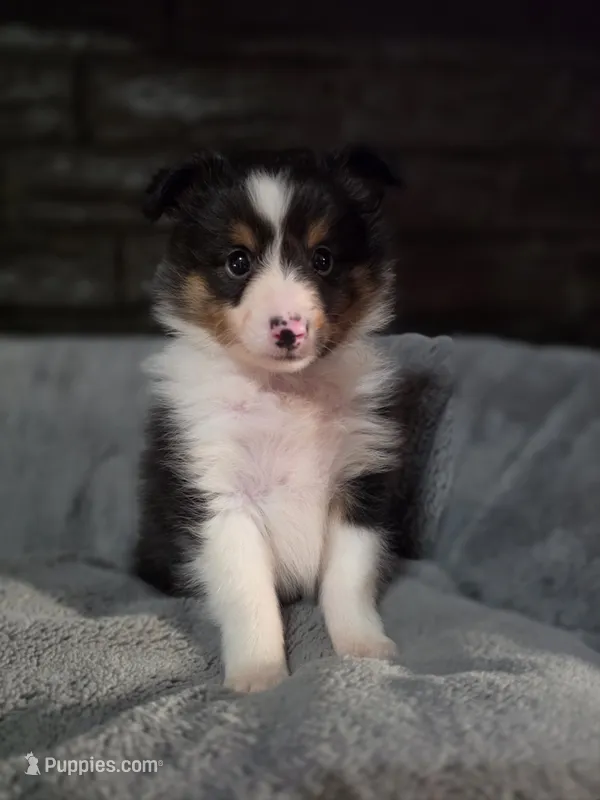 Detroit AKC – Shetland Sheepdog puppy for sale in Creighton, MO