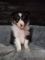 Detroit AKC, a male Shetland Sheepdog for sale in Creighton, MO – 1 of 7