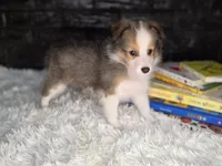 Kailua AKC, a  Shetland Sheepdog for sale in Creighton, MO – 8 of 10