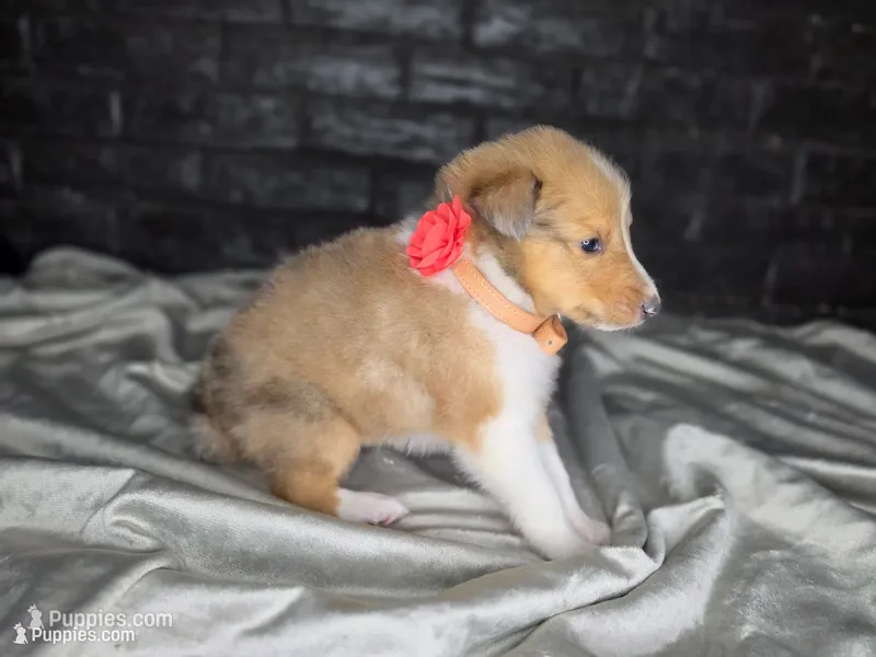 Zadie – Collie puppy for sale in Creighton, MO