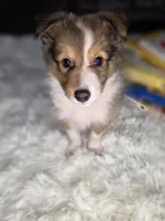 Kimberling AKC, a  Shetland Sheepdog for sale in Creighton, MO – 1 of 9