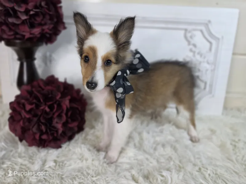 Magnus – Shetland Sheepdog puppy for sale in Creighton, MO