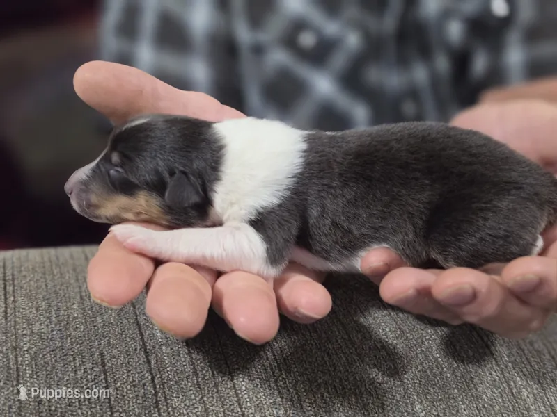 Zola – Collie puppy for sale in Creighton, MO