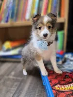 Bloomington, a female Shetland Sheepdog for sale in Creighton, MO – 4 of 6