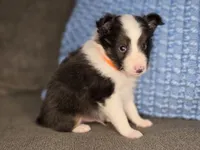 Tallahassee AKC, a male Shetland Sheepdog for sale in Creighton, MO – 7 of 10