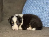 Tiffin AKC, a male Shetland Sheepdog for sale in Creighton, MO – 6 of 10