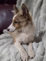 Keene, a male Shetland Sheepdog for sale in Creighton, MO – 1 of 9