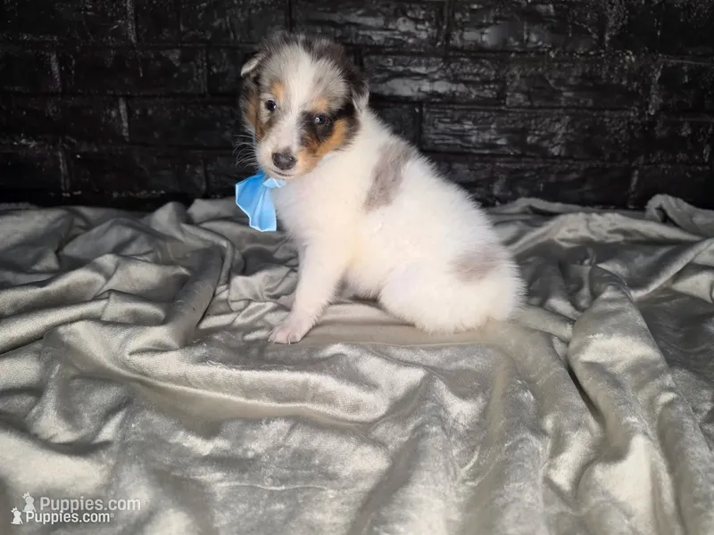 Zeppelin – Collie puppy for sale in Creighton, MO