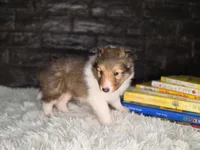 Boston AKC, a male Shetland Sheepdog for sale in Creighton, MO – 8 of 9