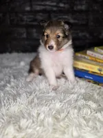 Boston AKC, a male Shetland Sheepdog for sale in Creighton, MO – 7 of 9