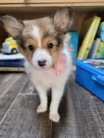 Brea, a female Shetland Sheepdog for sale in Creighton, MO – 8 of 8