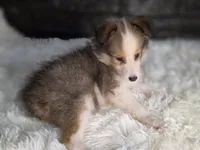 Kailua AKC, a  Shetland Sheepdog for sale in Creighton, MO – 6 of 10