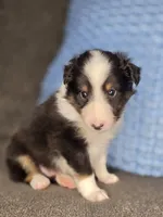 Tiffin AKC, a male Shetland Sheepdog for sale in Creighton, MO – 8 of 10