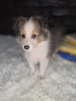 Kailua AKC, a  Shetland Sheepdog for sale in Creighton, MO – 2 of 10