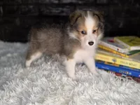 Kailua AKC, a  Shetland Sheepdog for sale in Creighton, MO – 9 of 10