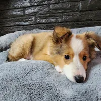 Bristol, a male Shetland Sheepdog for sale in Creighton, MO – Photo 5 of 8