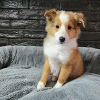 Bristol, a male Shetland Sheepdog for sale in Creighton, MO – Photo 1 of 8