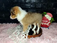 processed/ebe316c6-0bcf-47ed-ad79-db9b08537cc2/listing/662f1dfb-6dd5-46de-ad50-b07d0edbfd2a/44706d61-9f5e-479d-932a-acda8cd658ae