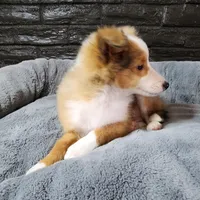 Bristol, a male Shetland Sheepdog for sale in Creighton, MO – Photo 3 of 8