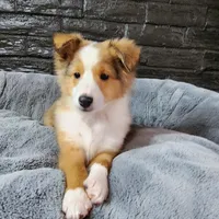 Bristol, a male Shetland Sheepdog for sale in Creighton, MO – Photo 6 of 8