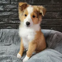 Bristol, a male Shetland Sheepdog for sale in Creighton, MO – Photo 7 of 8