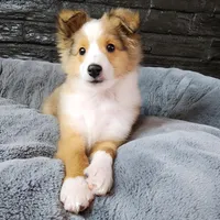 Bristol, a male Shetland Sheepdog for sale in Creighton, MO – Photo 2 of 8