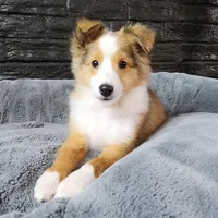 Bristol, a male Shetland Sheepdog for sale in Creighton, MO – Photo 4 of 8