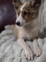 Keene, a male Shetland Sheepdog for sale in Creighton, MO – 8 of 9