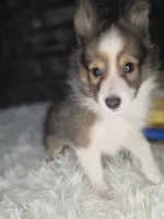 Keene AKC, a  Shetland Sheepdog for sale in Creighton, MO – 8 of 9