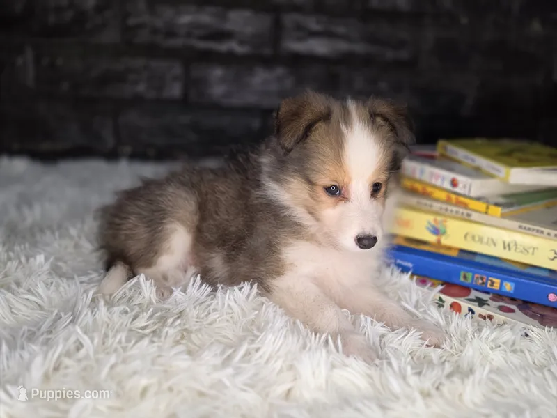 Kailua AKC – Shetland Sheepdog puppy for sale in Creighton, MO