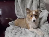 Keene, a male Shetland Sheepdog for sale in Creighton, MO – 6 of 9