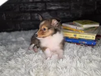 Kelso AKC, a  Shetland Sheepdog for sale in Creighton, MO – 3 of 10