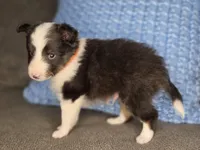 Tallahassee AKC, a male Shetland Sheepdog for sale in Creighton, MO – 3 of 10