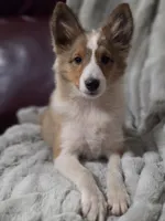 Keene, a male Shetland Sheepdog for sale in Creighton, MO – 7 of 9