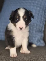 Tiffin AKC, a male Shetland Sheepdog for sale in Creighton, MO – 2 of 10