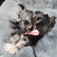 Emmett AKC, a male Miniature Schnauzer for sale in Creighton, MO – Photo 6 of 8