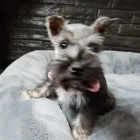 Emmett AKC, a male Miniature Schnauzer for sale in Creighton, MO – Photo 2 of 8